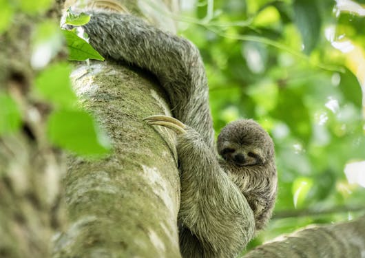 A sloth hugs a tree branch at the Manuel Antonio National Park in Costa Rica.