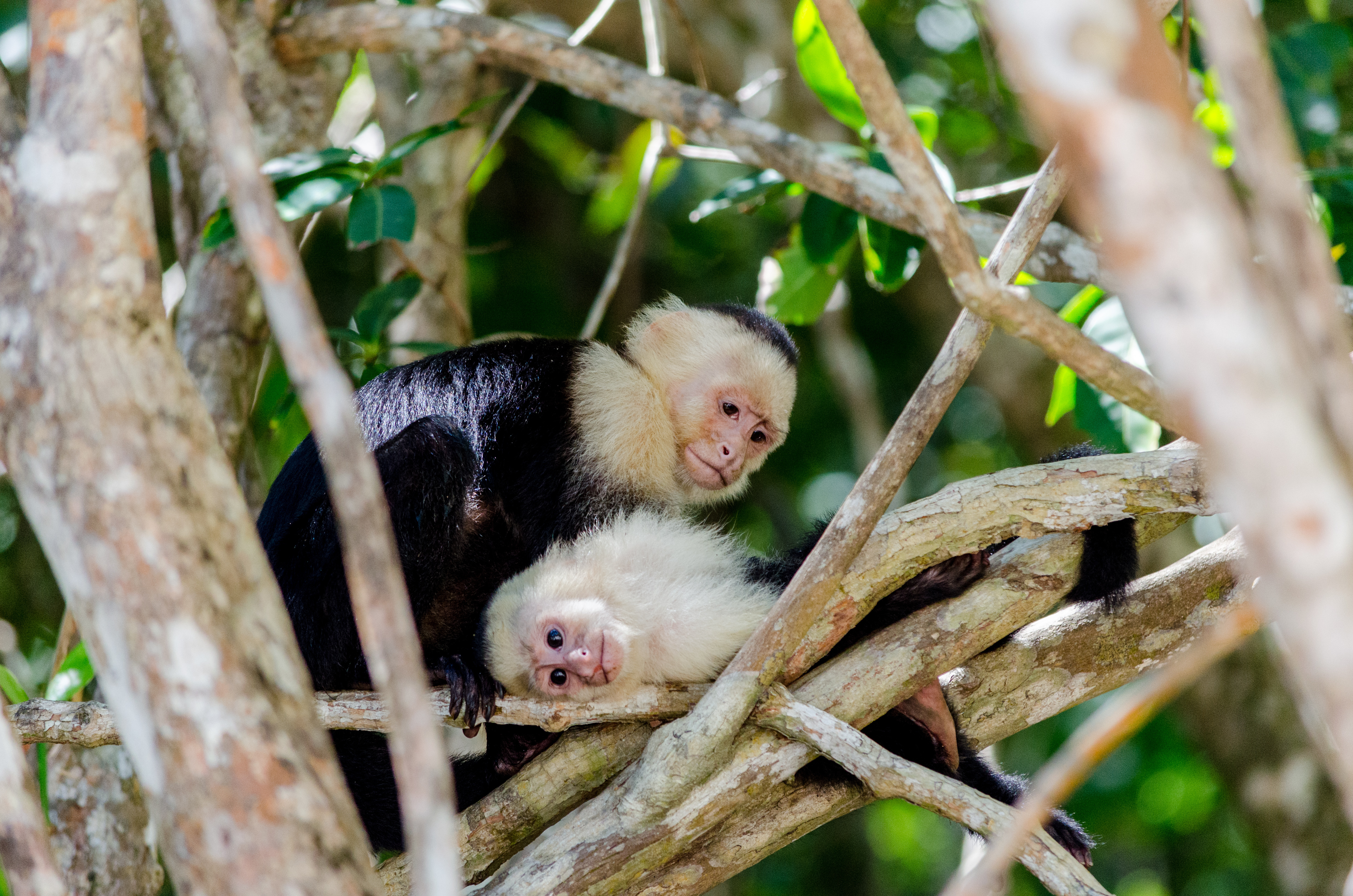 Monkeys cuddle amidst branches in the Manuel Antonio National Park in Costa Rica.