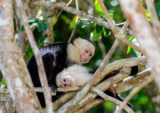 Monkeys cuddle amidst branches in the Manuel Antonio National Park in Costa Rica.
