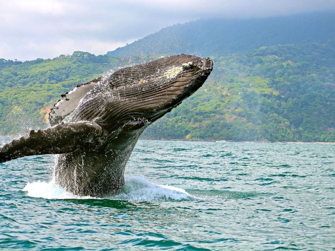 A whale bursts out of the water in Costa Rica.