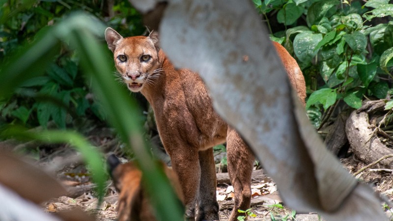 A puma cat looks at the camera at the Corcovado Wilderness Lodge in Costa Rica.