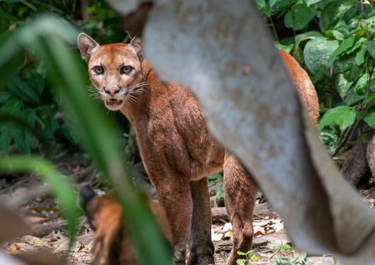 A puma cat looks at the camera at the Corcovado Wilderness Lodge in Costa Rica.