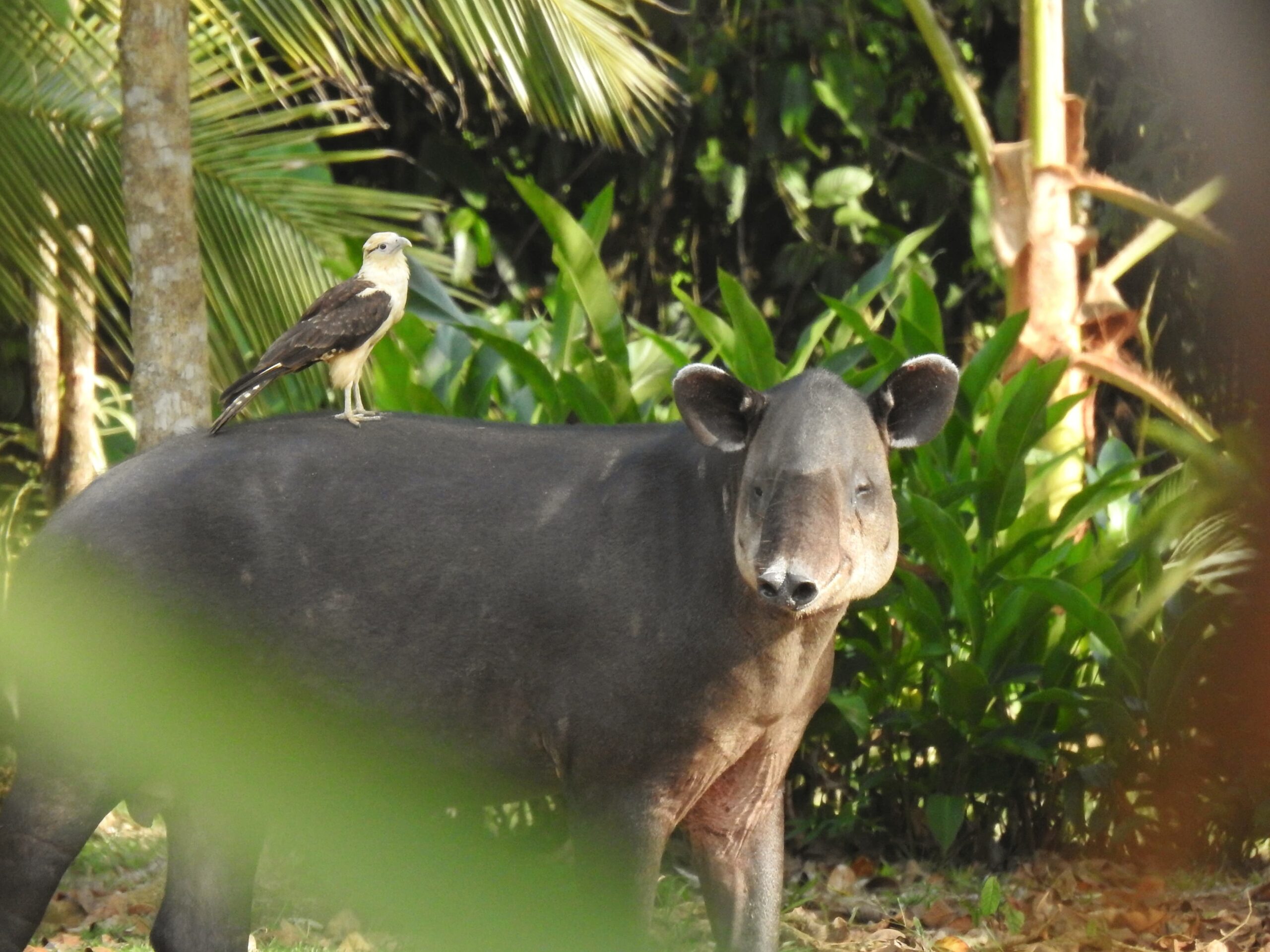 An animal in Costa Rica.