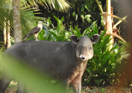 An animal in Costa Rica.