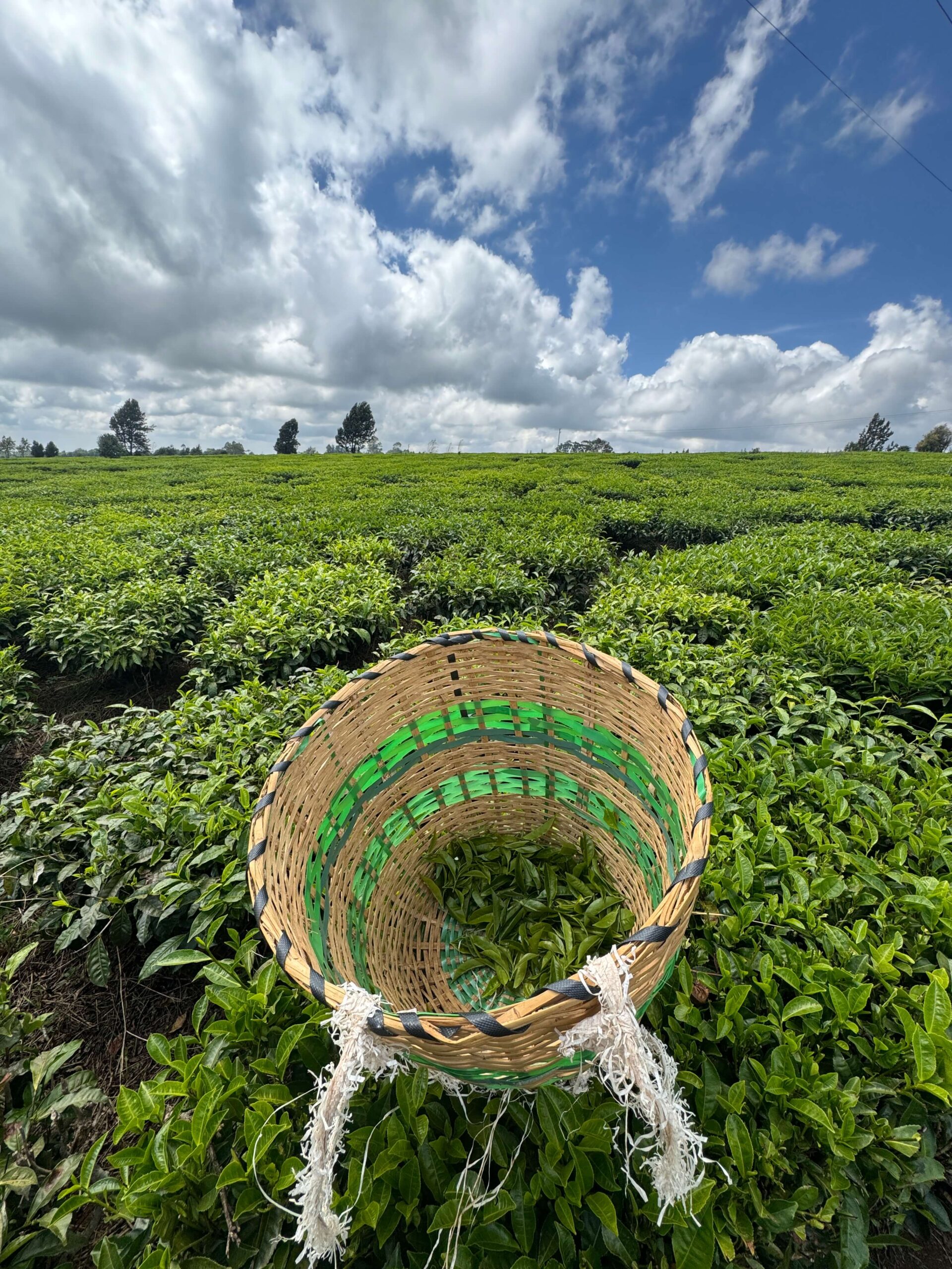 A walk through luscious green tea fields in Kenya.