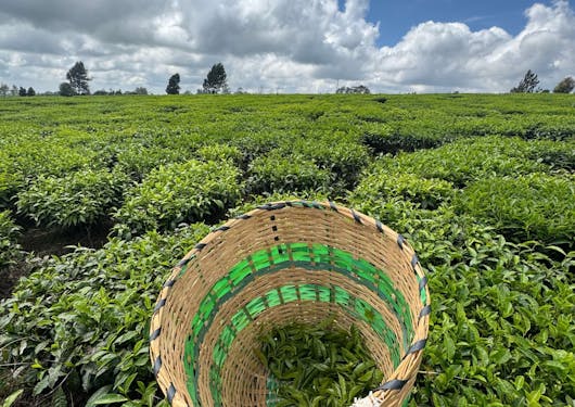 A walk through luscious green tea fields in Kenya.