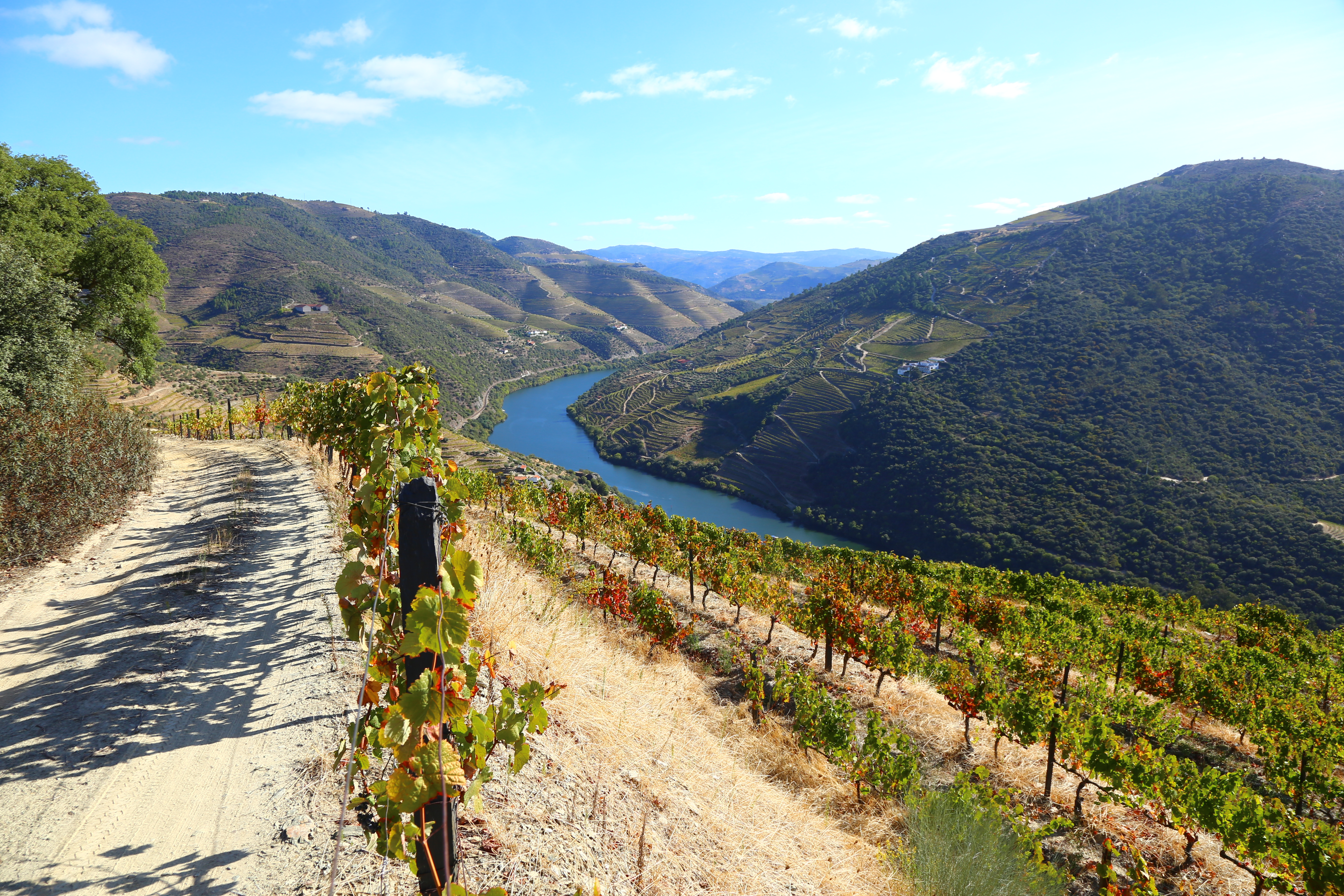 Sunny vineyards of Portugal's Douro Valley are shown with the Douro River in the background.