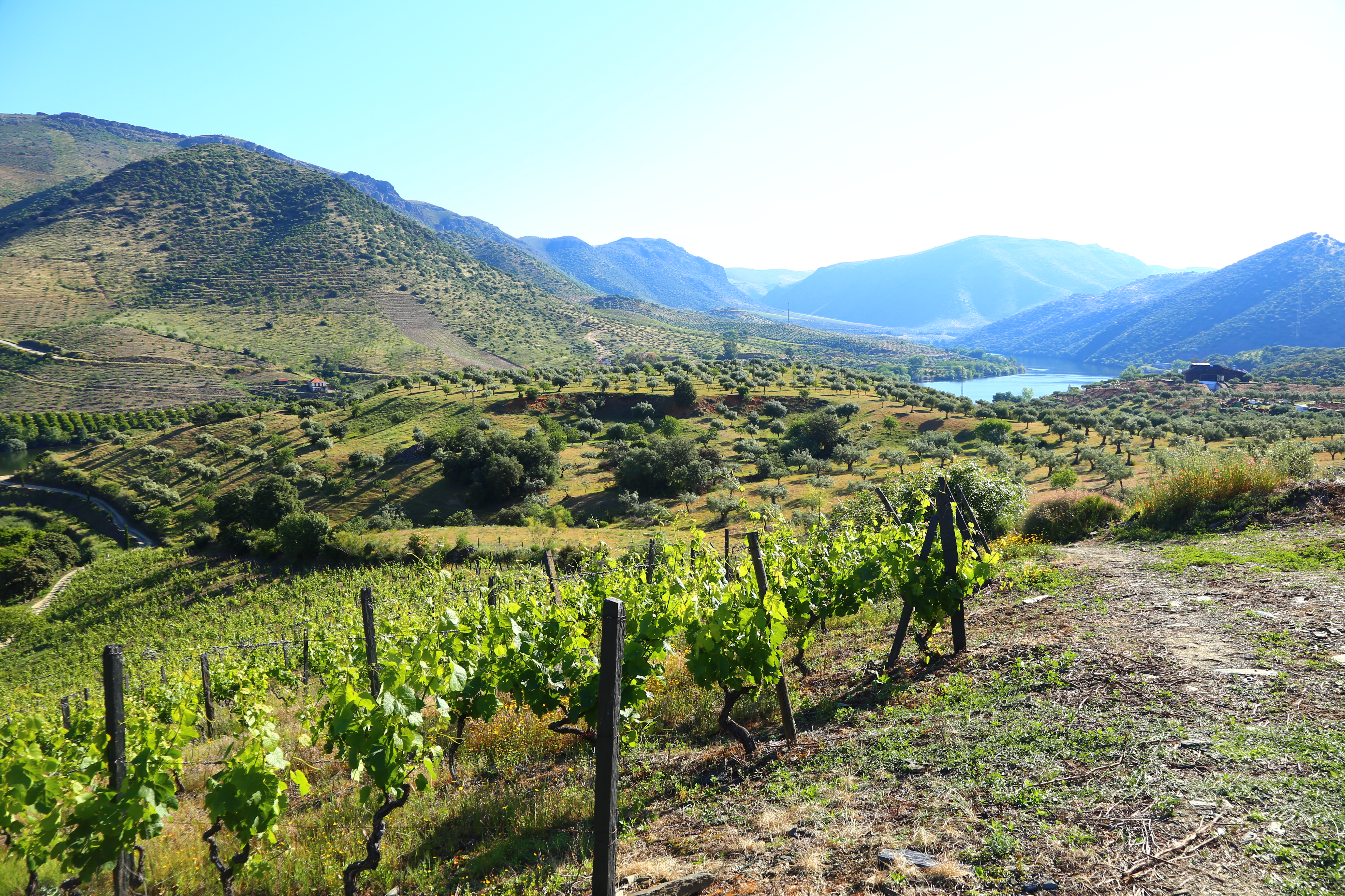 Rolling hills and vineyards, with water in the distance in Portugal.
