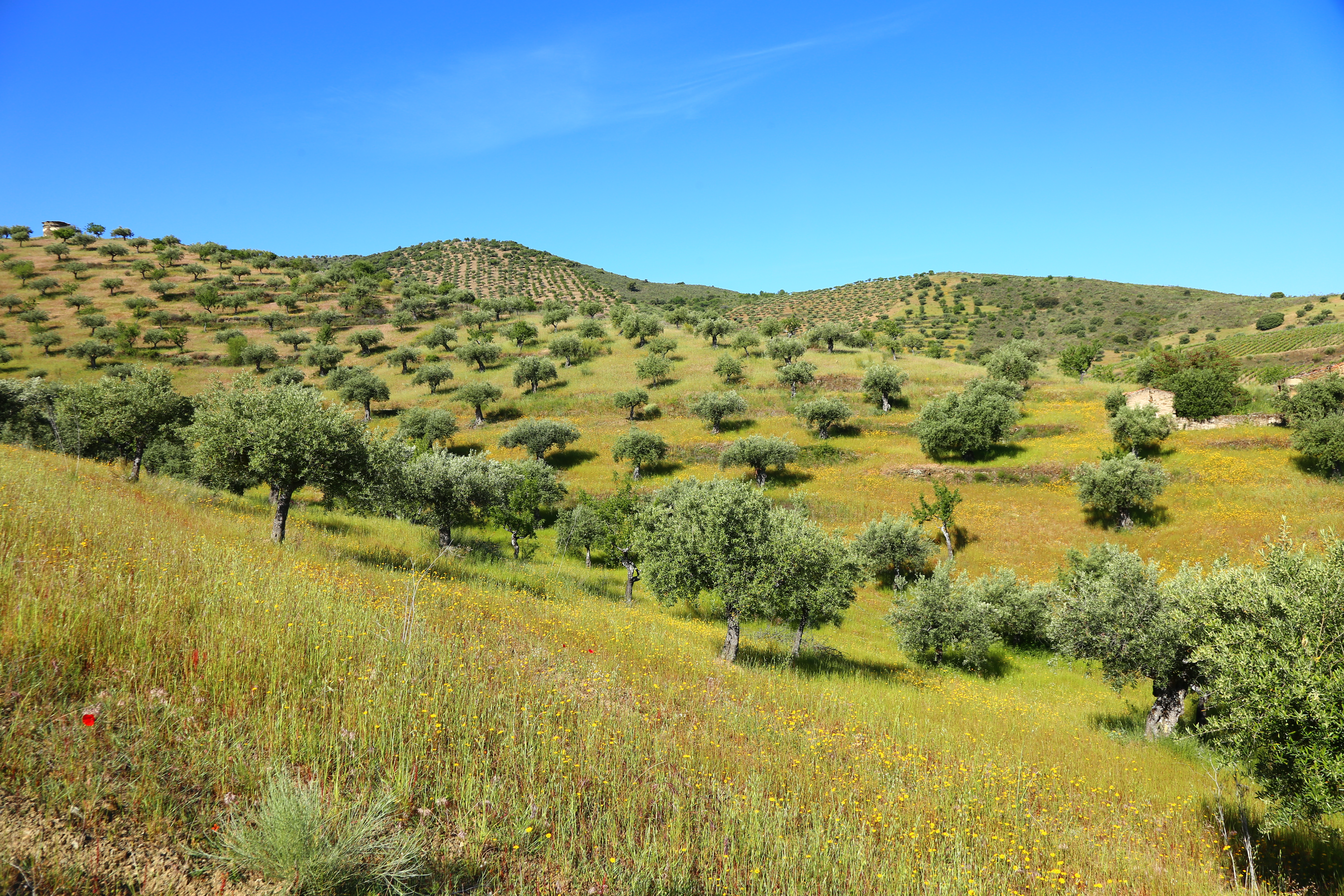 Rolling green hills dotted with trees in Portugal.