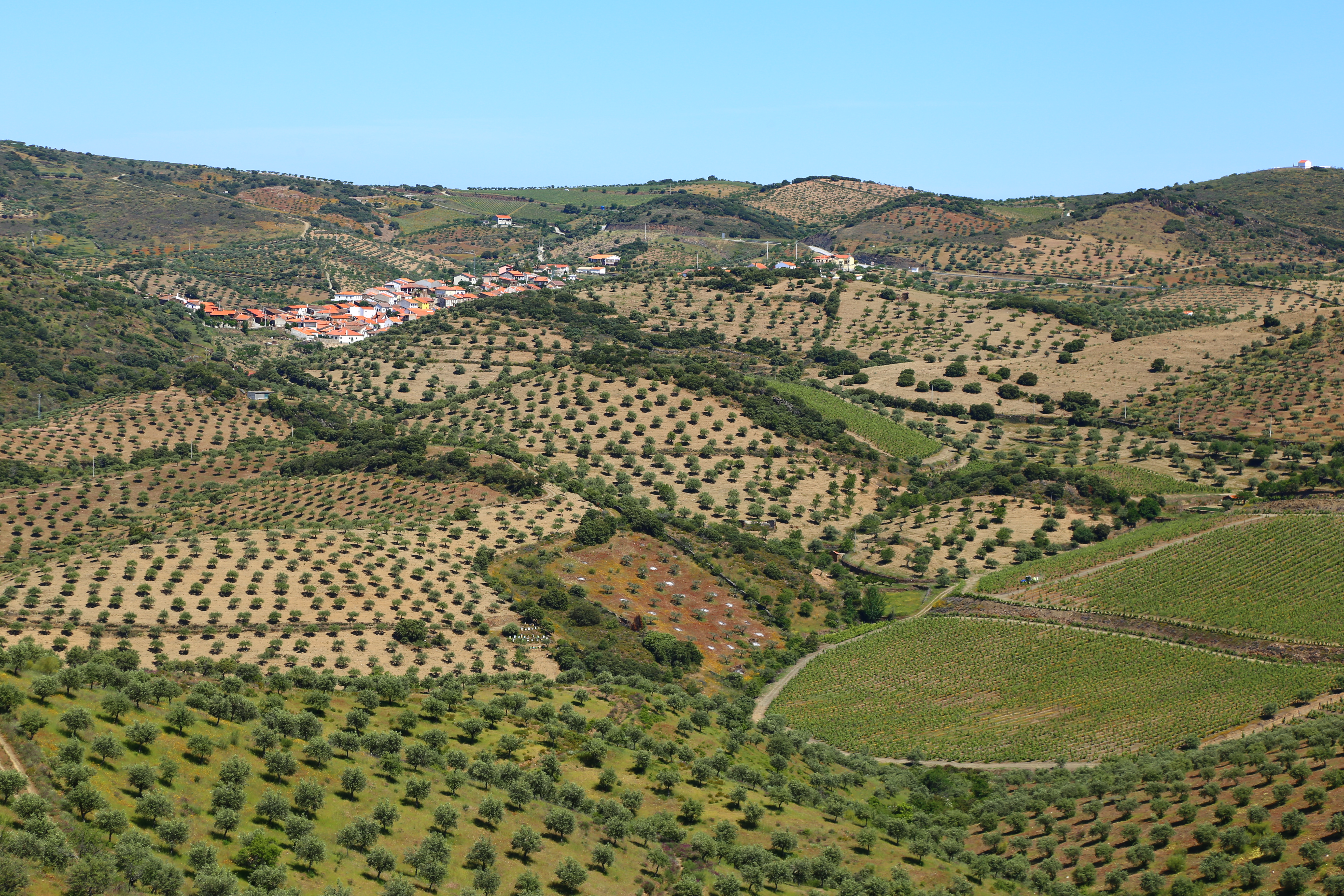 Rolling green hills dotted with trees and striped with vinyeards in Portugal.