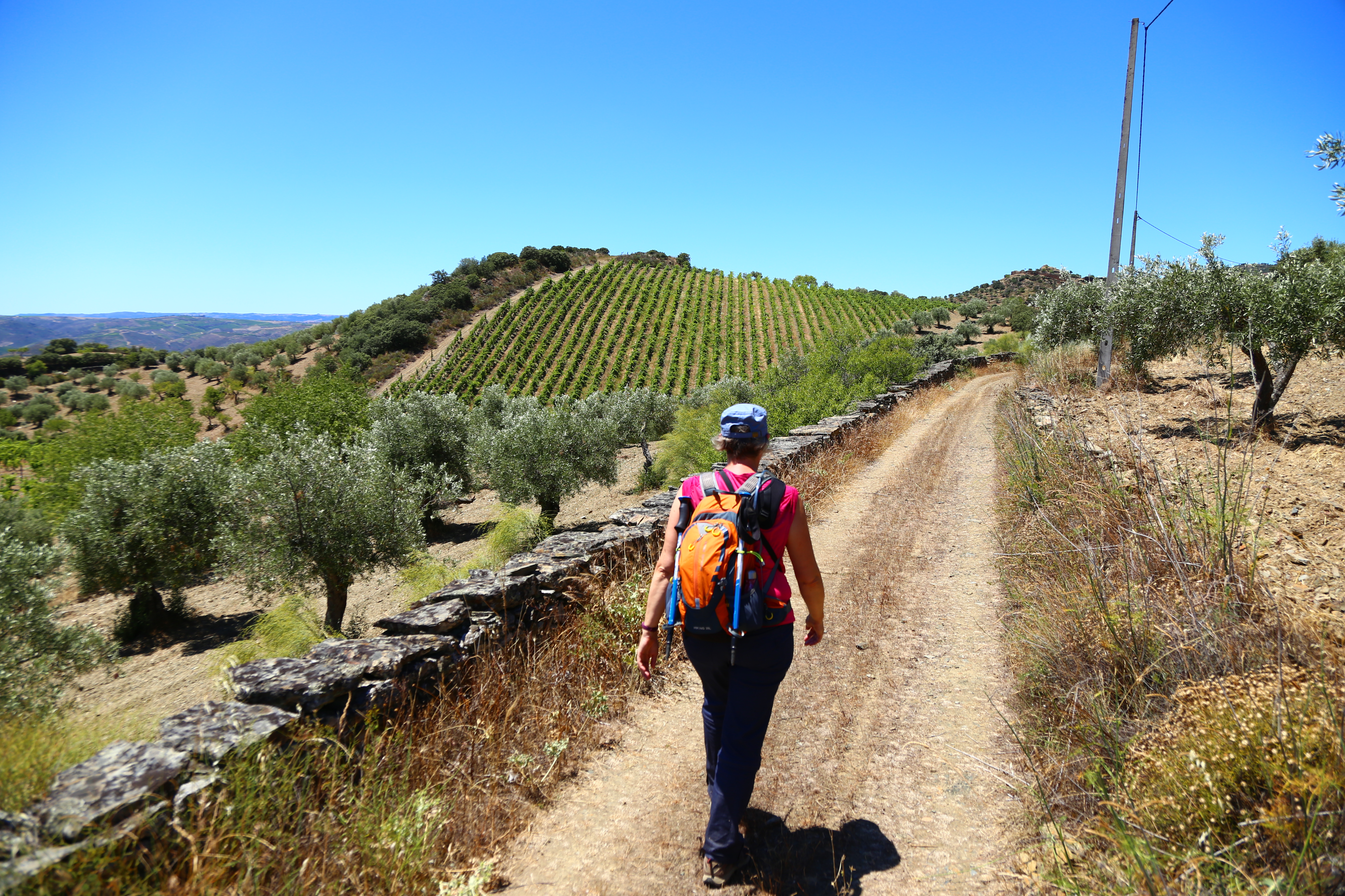 A walker along a packed dirt path in Portugal with vineyards to the left.