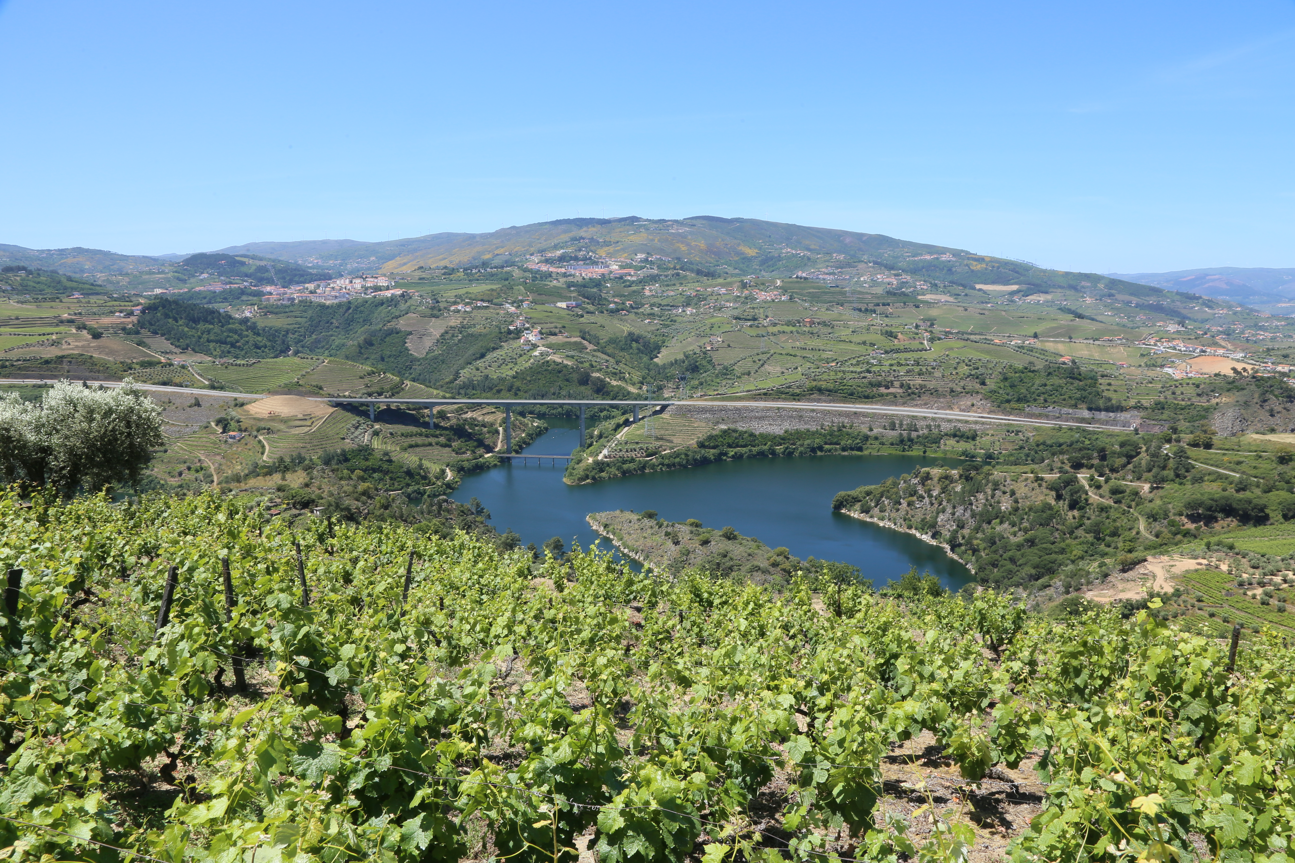 The Douro River cuts through the vineyard terraced valley.