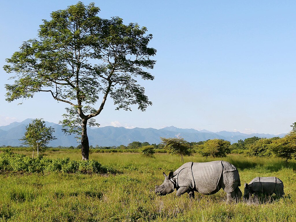 A rhinocerous is shown in India in Manas National Park.