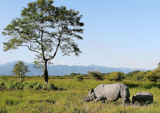 A rhinocerous is shown in India in Manas National Park.