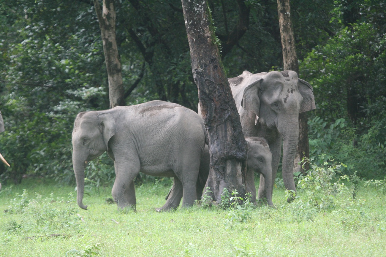 A family of elephants are shown in Kaziranga National Park.