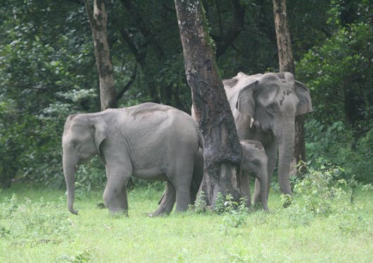 A family of elephants are shown in Kaziranga National Park.