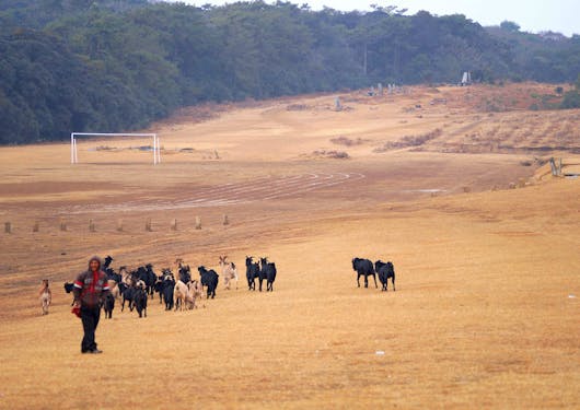 An Indian farmer stands on a dirt field with livestock behind him.