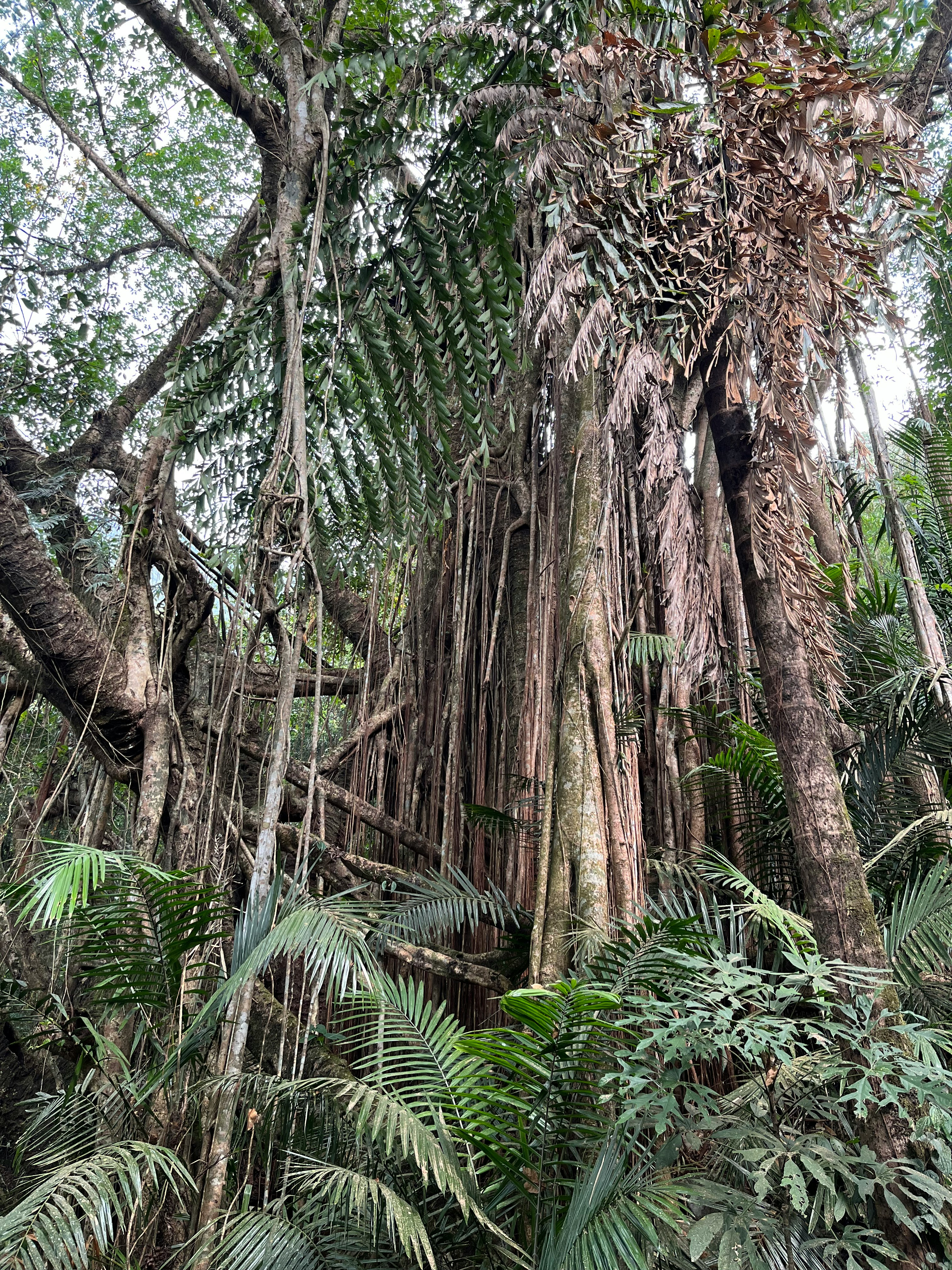 An ancient tree in the sacred forest of Cherrapunjee, Meghalaya, India.