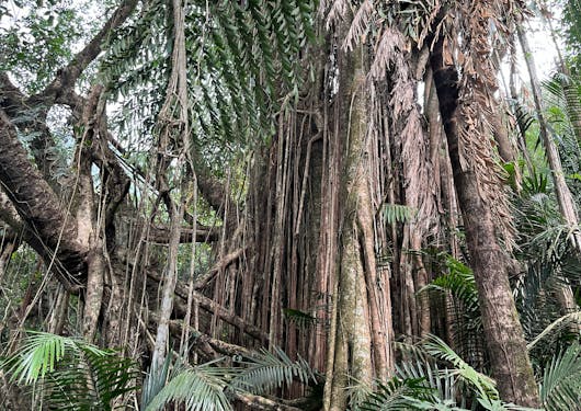 An ancient tree in the sacred forest of Cherrapunjee, Meghalaya, India.