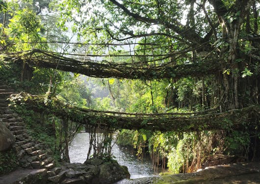 An incredible root bridge spanning a river in Meghalaya, India.
