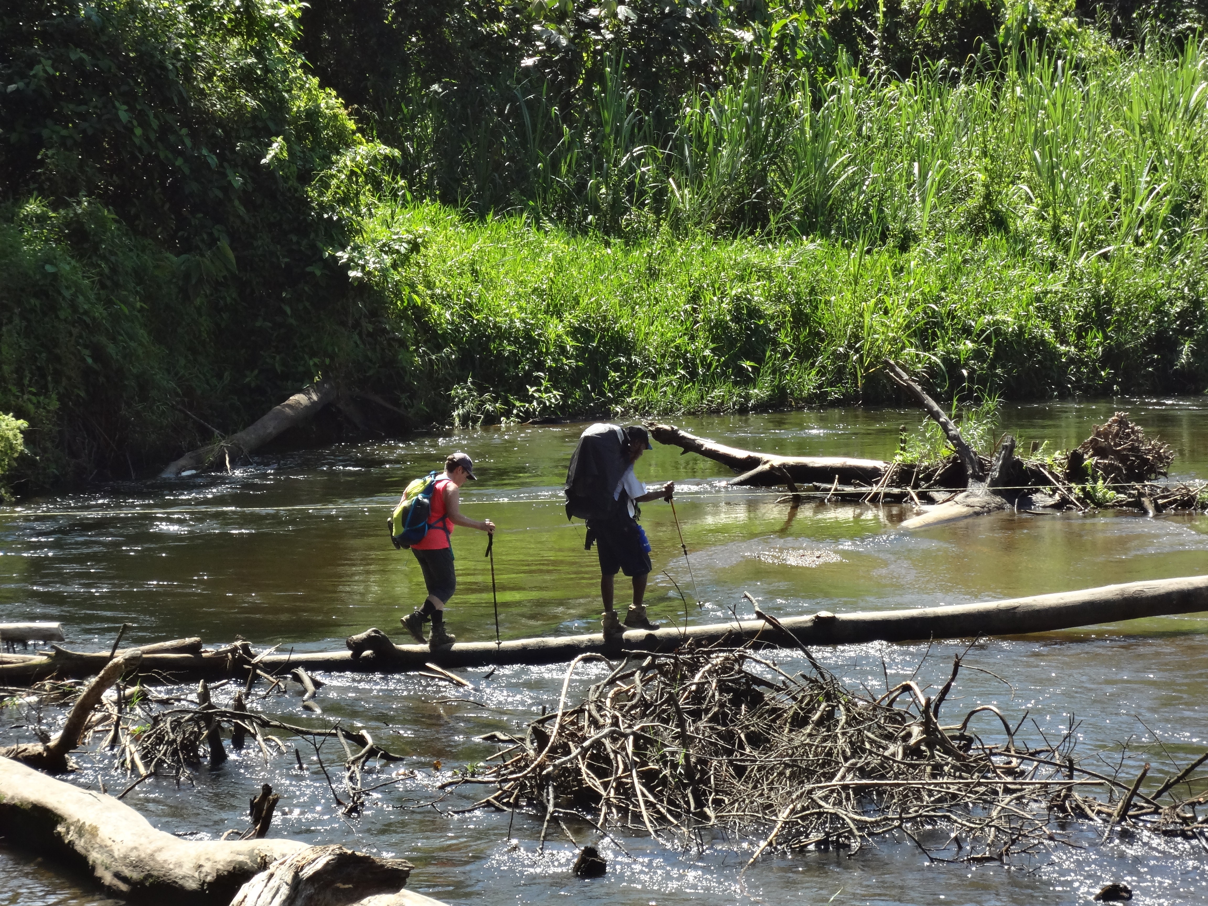 Two hikers on the Kokoda Track in Papua New Guinea carefully cross a log spanning a river. Jungle greenery is in the background. The river looks brown and there are tree trunks and sticks in it. The crossing looks precarious.