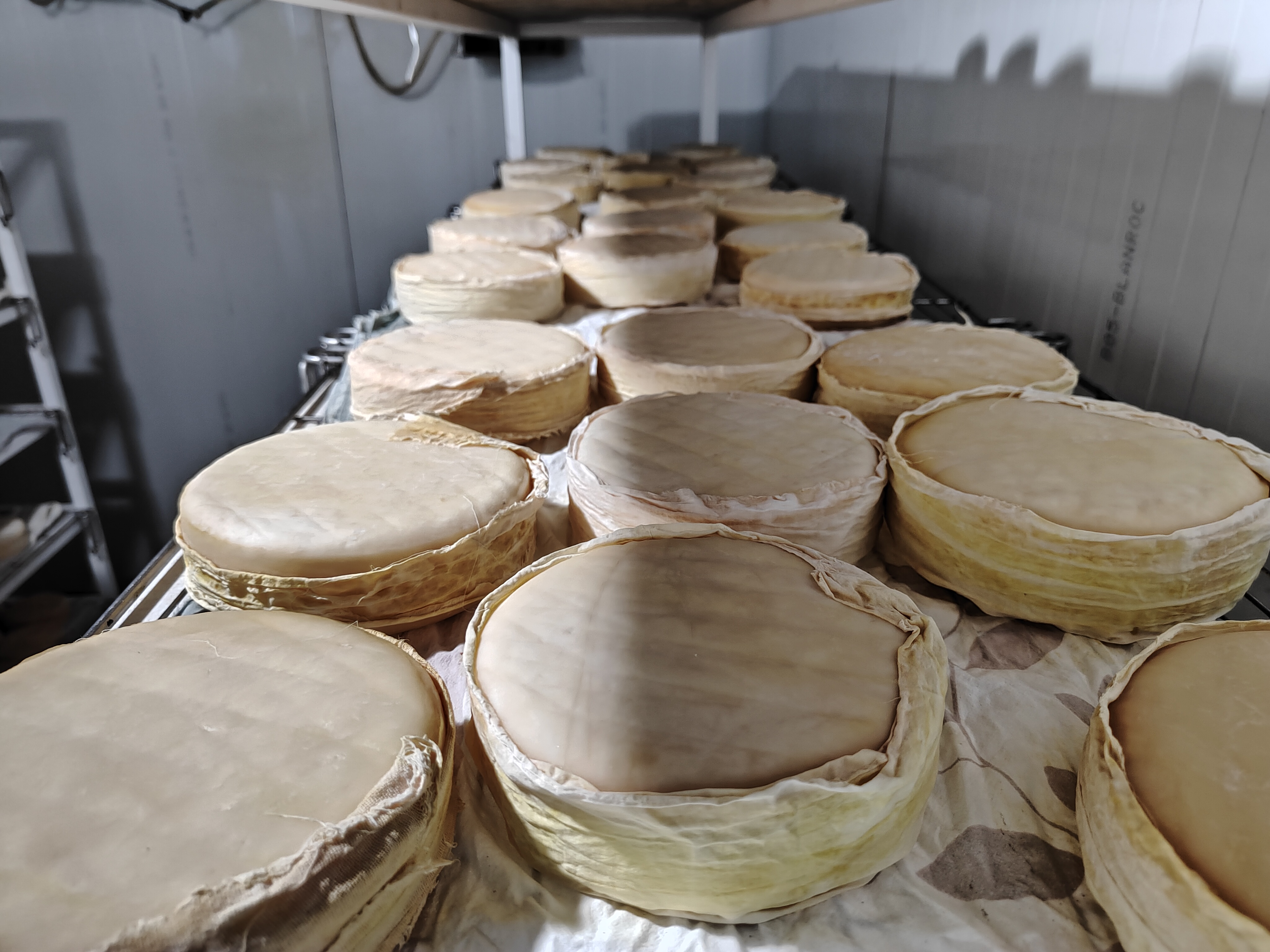 Large white circular cheese wheels rest on a counter in Portugal at a local artisan cheesemaker.