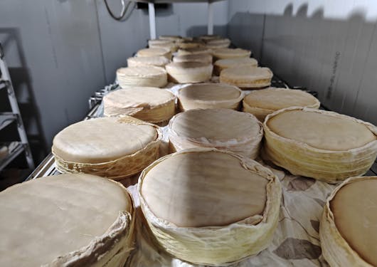 Large white circular cheese wheels rest on a counter in Portugal at a local artisan cheesemaker.