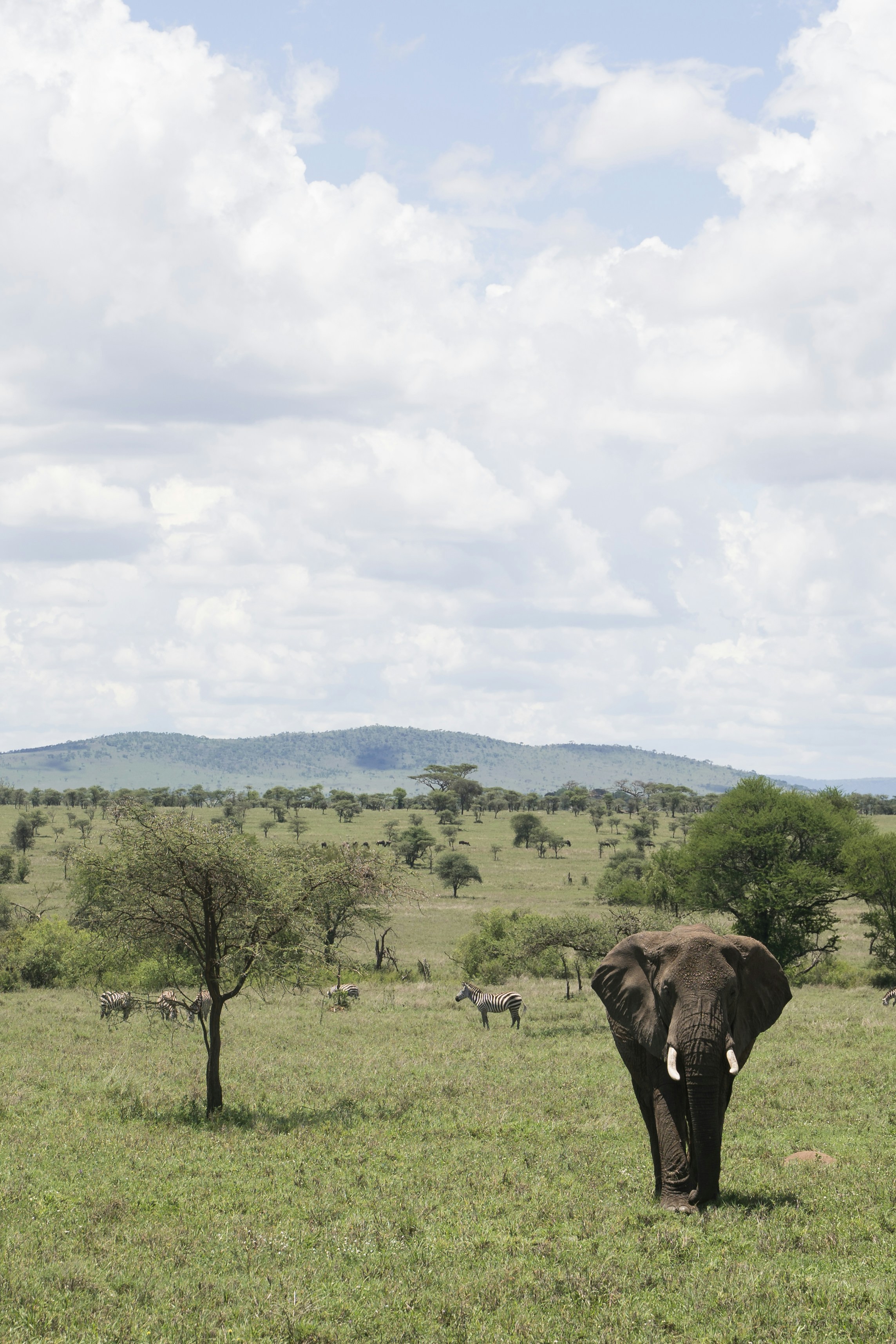 An elephant walks toward the camera across short green grass in the Serengeti National Park in Tanzania. There are green trees dotting the landscape in the background, with some zebras in the distance. Above is a cloudy sky. You can see these animals on a safari.