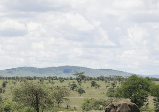 An elephant walks toward the camera across short green grass in the Serengeti National Park in Tanzania. There are green trees dotting the landscape in the background, with some zebras in the distance. Above is a cloudy sky. You can see these animals on a safari.