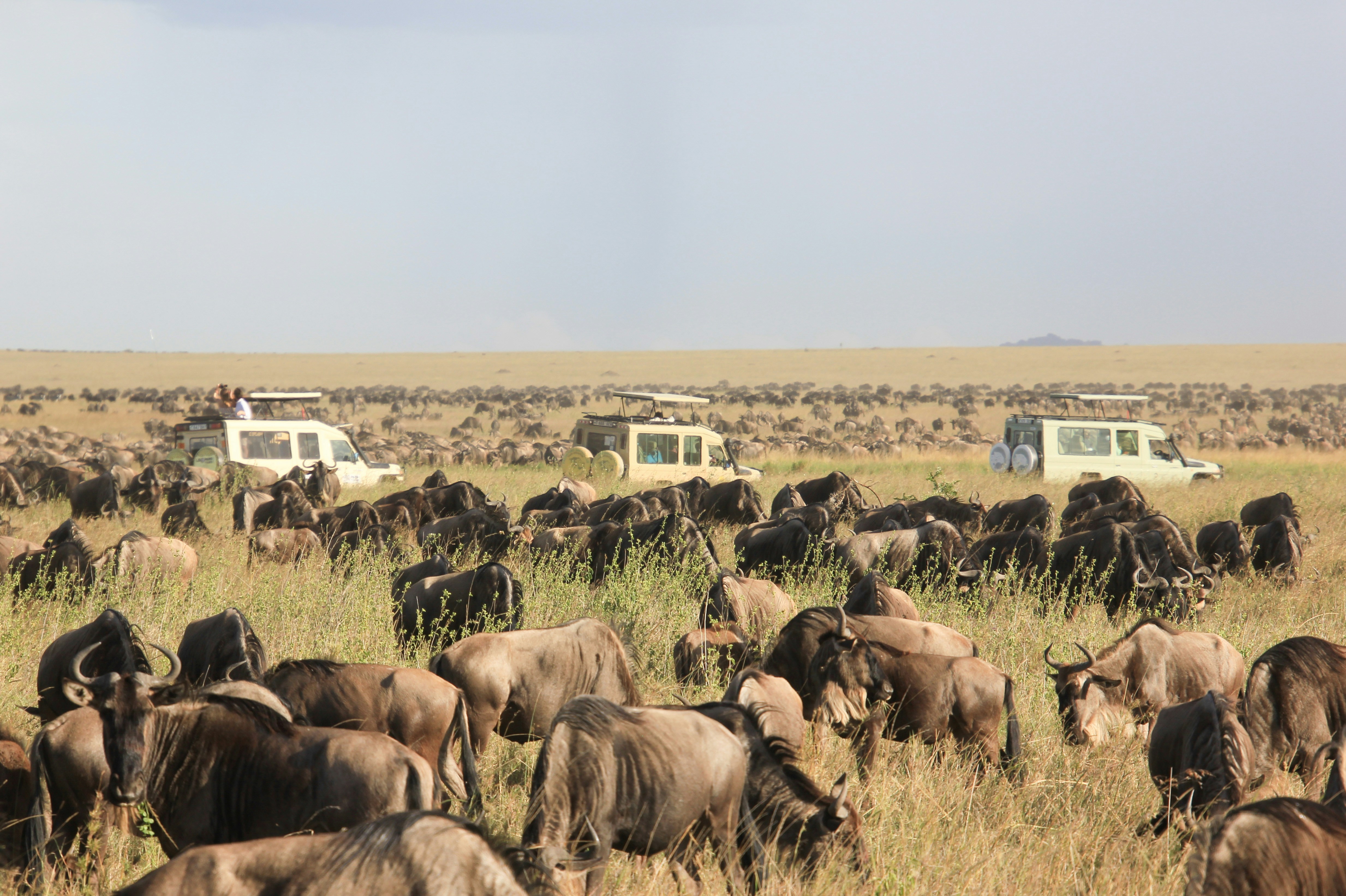 A herd of wildebeests stand around in the grassy plains of the Serengeti National Park in Tanzania. There are three tourist jeeps in the background, with many more wildebeests behind them on the other side of the road. Above is a hazy sky. You can see these animals on a safari.