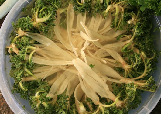 Local greens are served on the Western Turkey Slow Travel Food & Wine Tour.