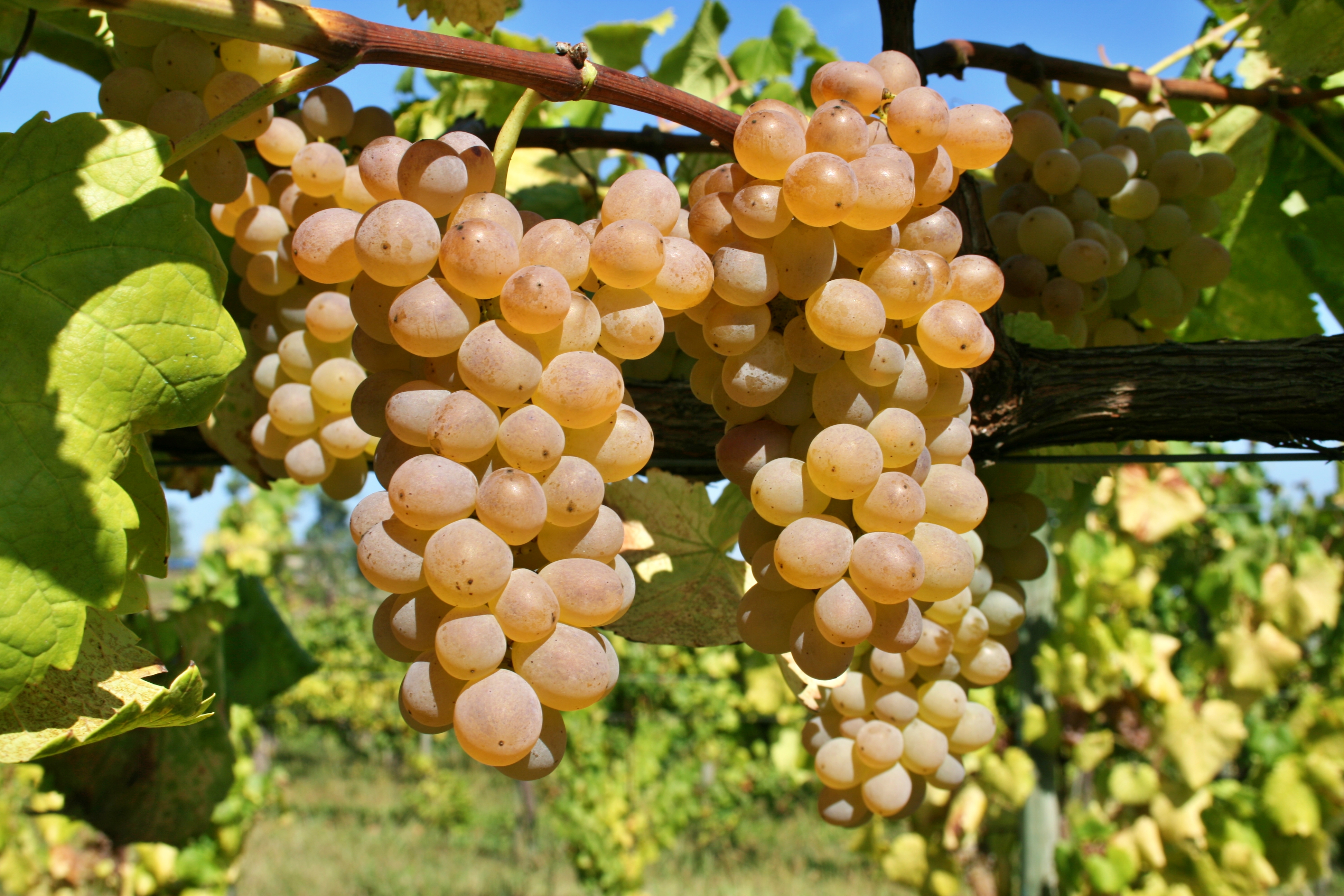 White grapes with orange-hued skins form two big clusters still on the green vine, they shine bright in the sunlight. A blue sky peeks through the background.