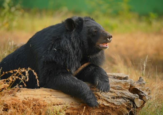 A black Himalayan sloth bear rests on top of a wooden log in India. This is a big bear with fluffy black fur and long claws visible on his front two paws. Their mouth is slightly open. There is grass and greenery blurred out in the background. You can see such bears on a responsible wildlife tour of northern India when you visit a bear sanctuary.