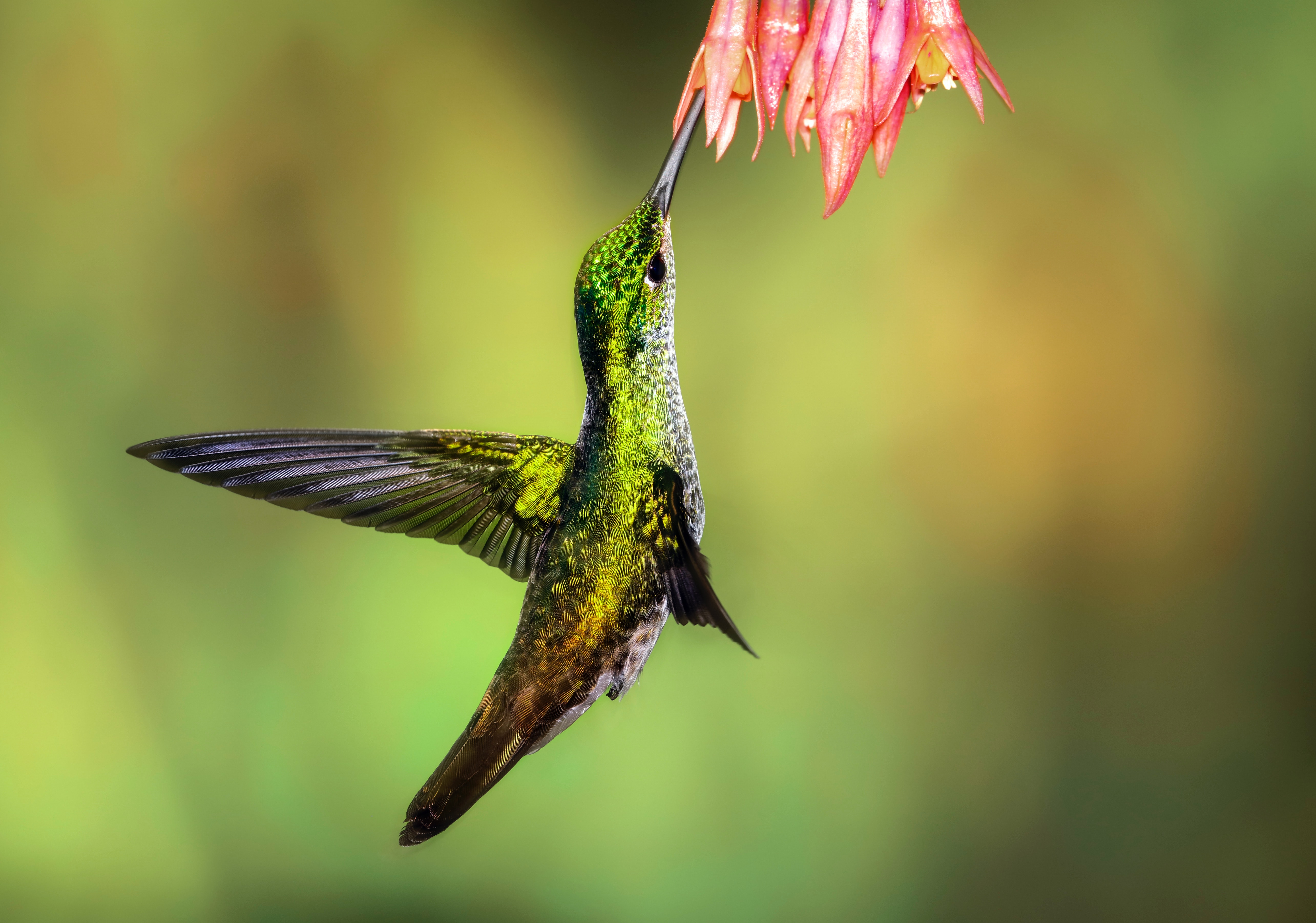 Andean Emerald hummingbird at Tandayapa Lodge Ecuador. It has a green pattered body with grey spotted underbelly and it's long beak is pointing up into a pink flower.