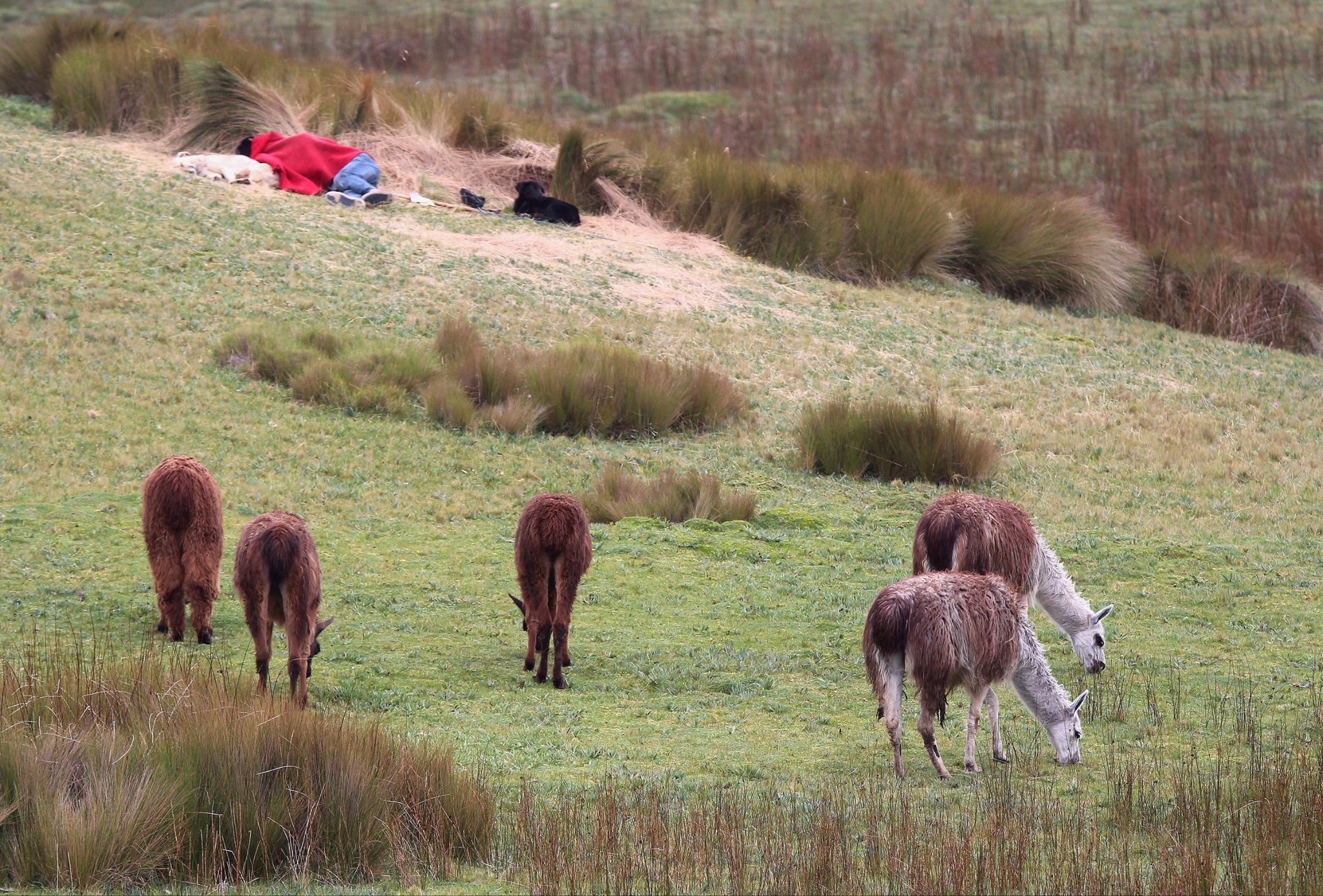 A group of 5 llamas with brown and white fur graze on a grassy field. Somebody is sleeping in the background near two other llamas, one black and one white.