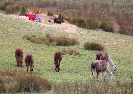 A group of 5 llamas with brown and white fur graze on a grassy field. Somebody is sleeping in the background near two other llamas, one black and one white.