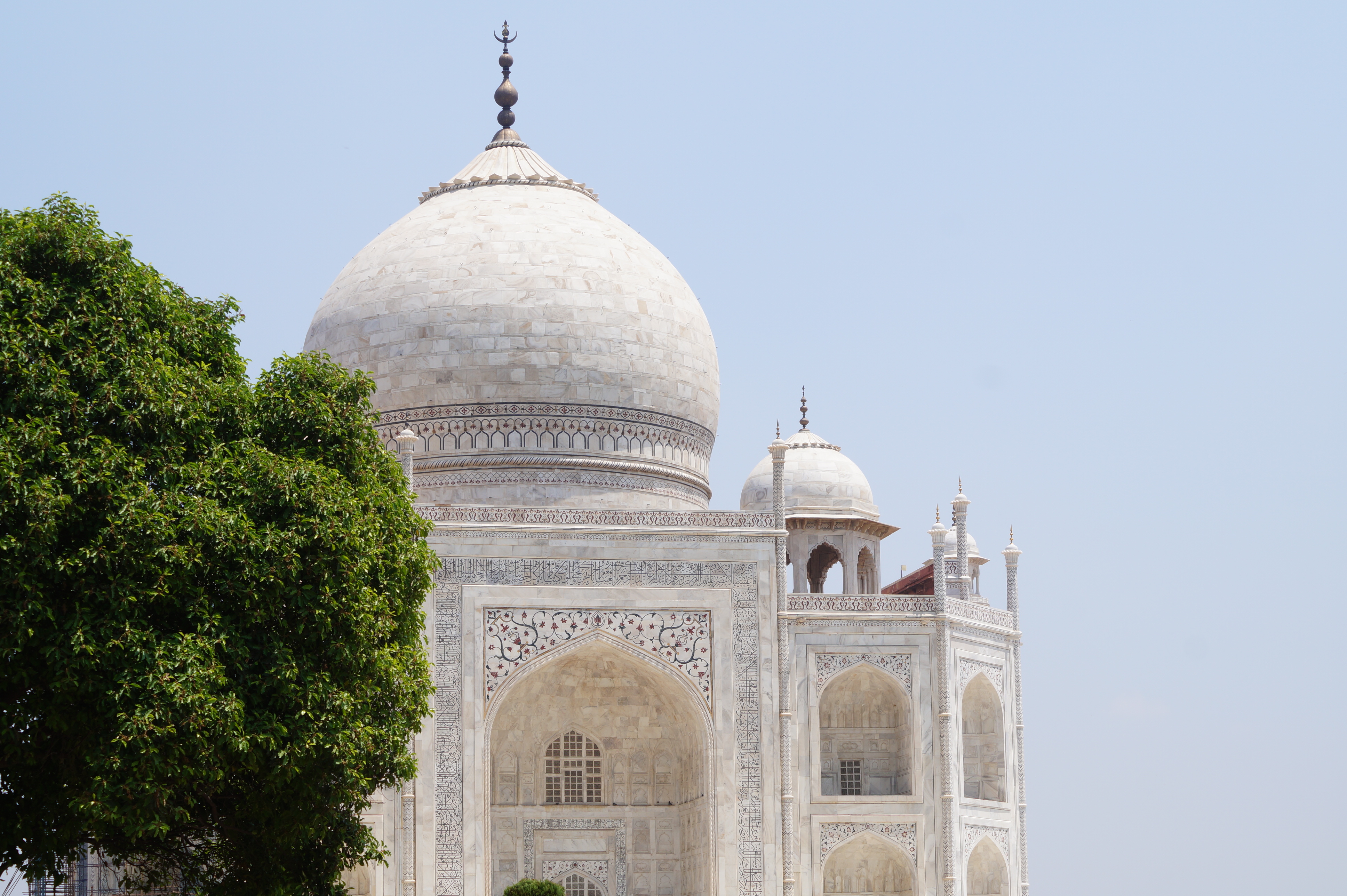 The top of the Taj Mahal is in a close up view with a lush green tree to the left of it in the foreground.
