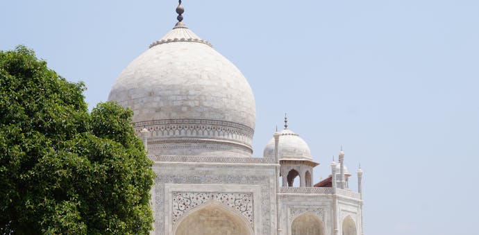 The top of the Taj Mahal is in a close up view with a lush green tree to the left of it in the foreground.