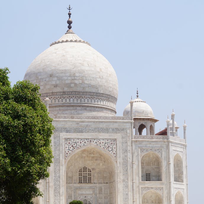 The top of the Taj Mahal is in a close up view with a lush green tree to the left of it in the foreground.