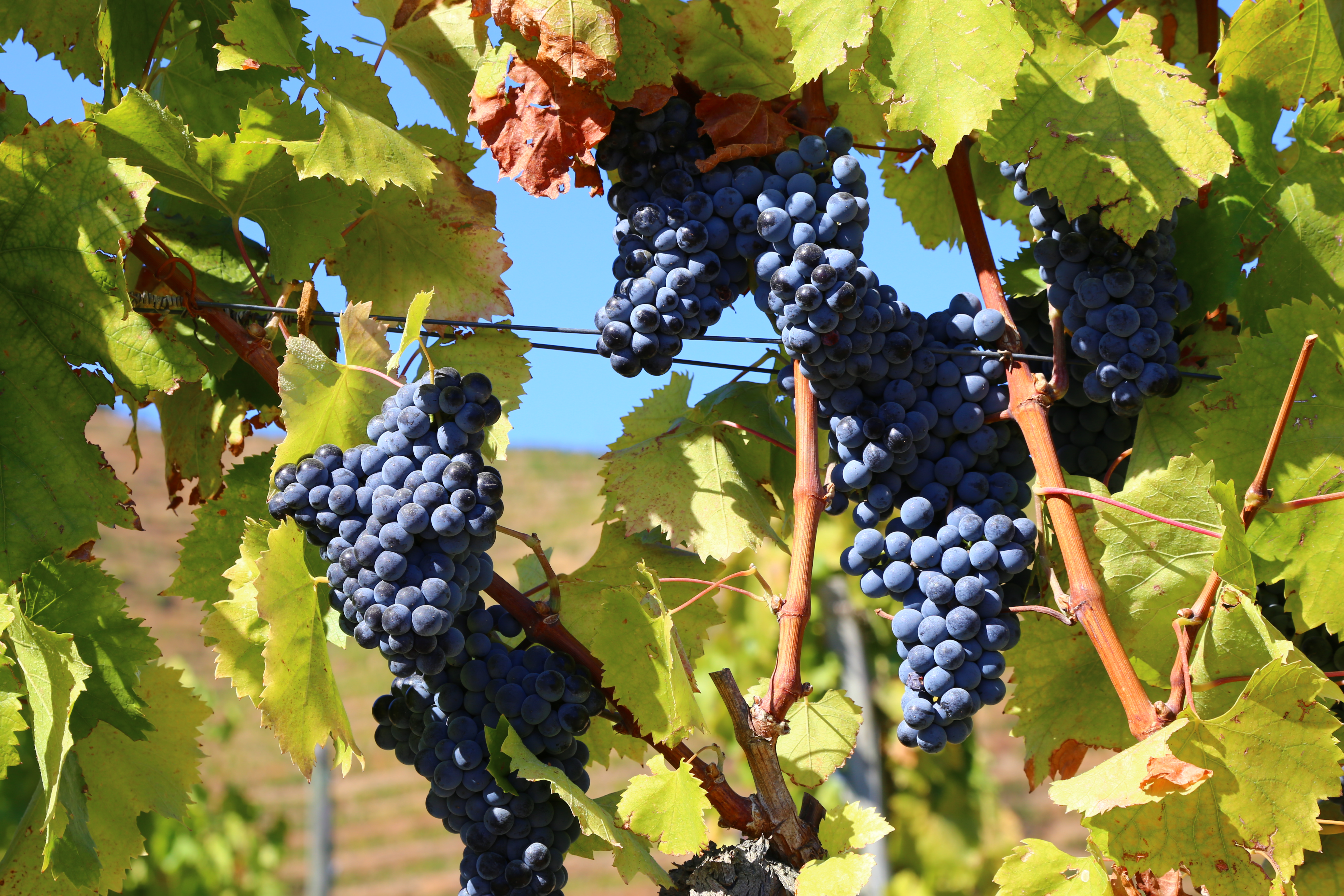 A close up image of deep blue purple grape clusters on a vine with green leaves in Portugal's Douro Valley wine region, on a sunny blue sky day.