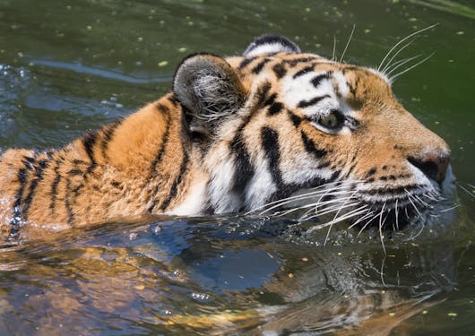 A tiger in Ranthambore National Park in northern India is seen swimming in the water, one of the animals you can see on a responsible wildlife tour of northern India. The tiger has classic orange-brown fur with black stripes and some white patches near his face. They are swimming toward the right side of the frame. The water is a dark green.