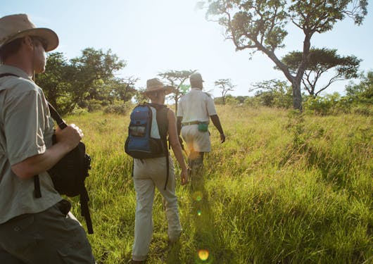 A group of 3 people are walking away from the camera on a safari bushwalk in South Africa. They are all wearing light colored clothing and hats, two of them are carrying day packs. It is late afternoon. The grass is tall and green and there are green trees in the background.