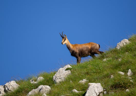 A chamois, deer-like animal that also looks a bit like a goat, stands perched on a green grass hill dotted with boulders, silhouetted against a bright clear blue sky.