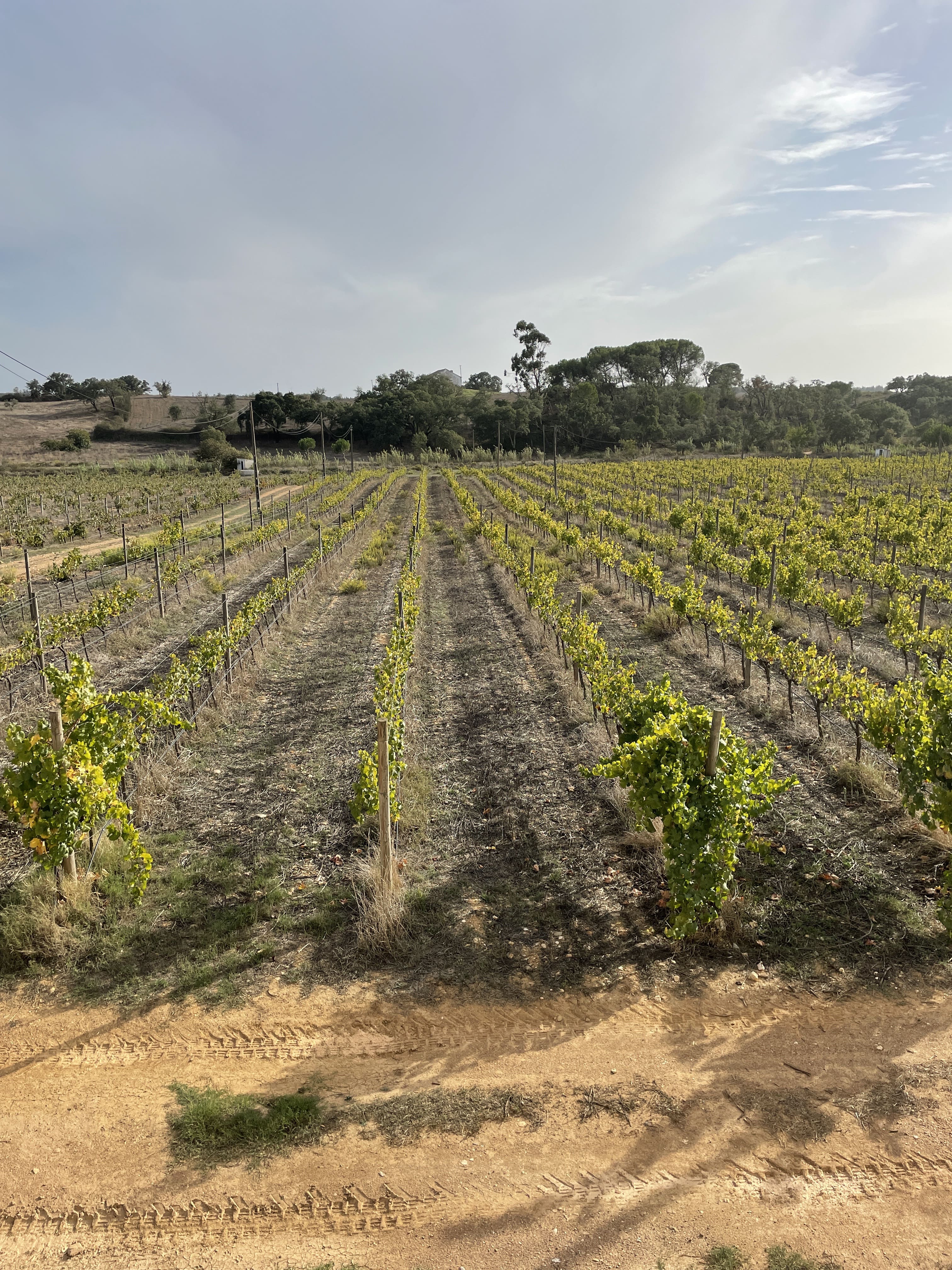 A vineyard in the rural Alentejo region of Portugal is in the sun, the view is looking down neatly organized rows. This was part of a sustainable winery tour included with some of the yoga retreats.