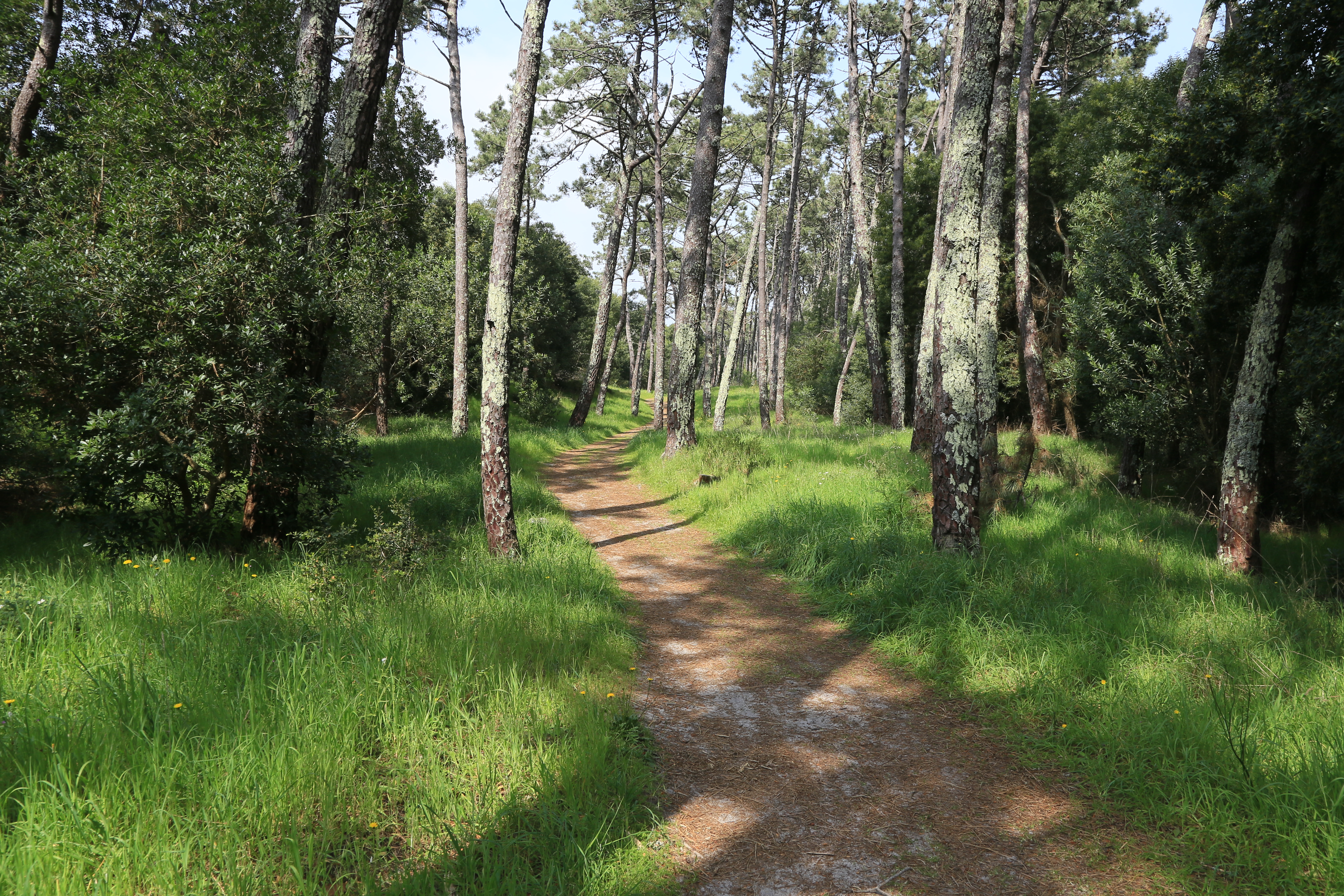 A dirt path goes through a pine forest in Portugal in the Minho region. There is green grass and trees on both sides of the winding path.