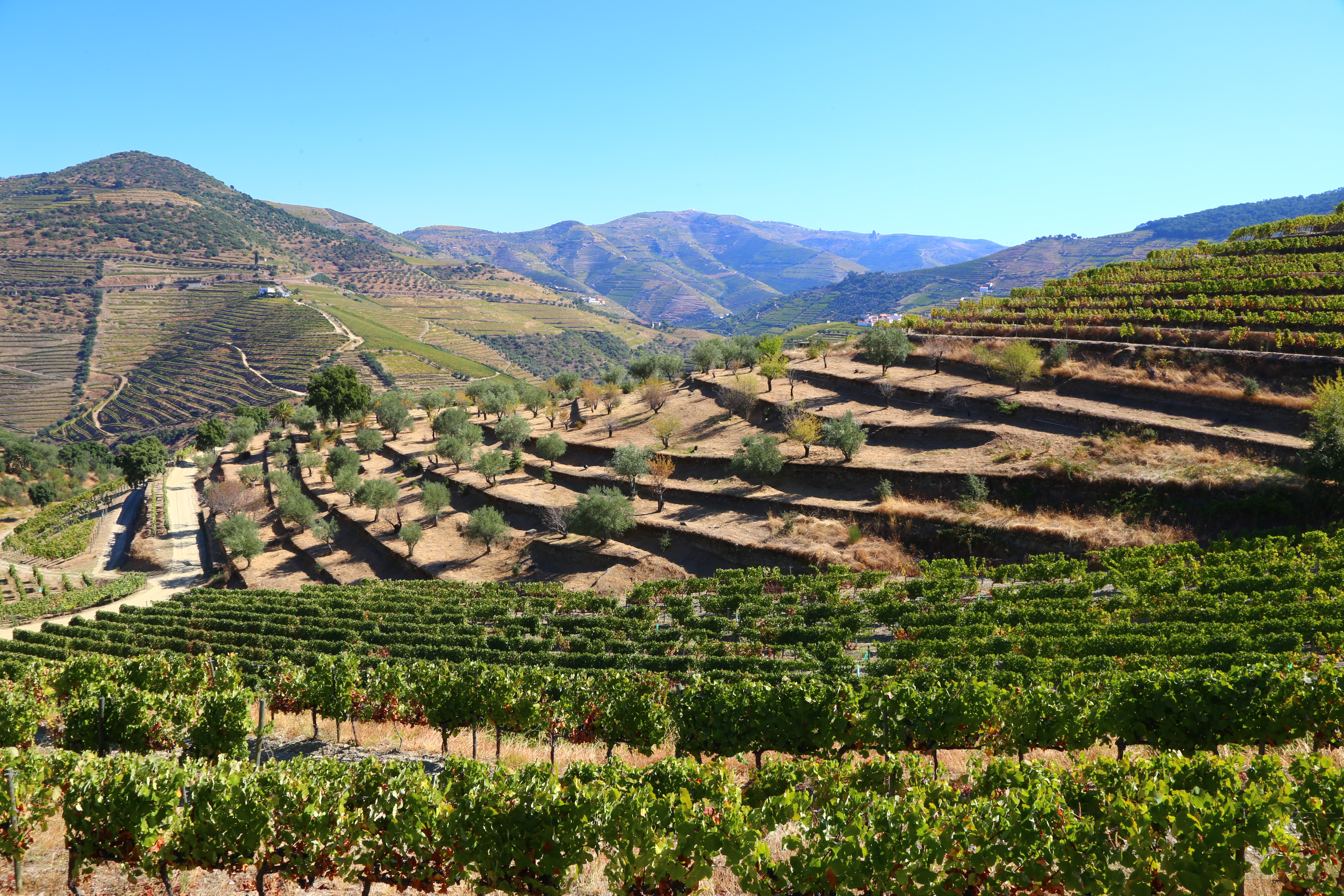 Sprawling green vineyards cover gentle hills in Portugal's Douro Valley on a sunny, blue-sky day.