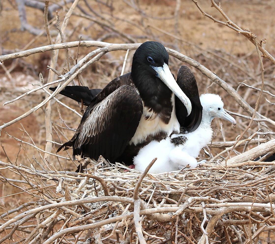 A larger black bird with a long, white, pointed beak hovers over a smaller, all-white bird - likely a mother and its baby. The birds are in the Galapagos Islands.