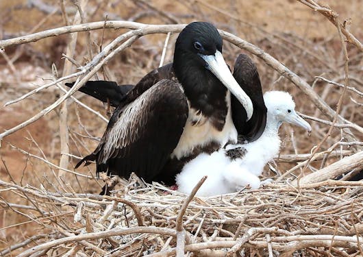 A larger black bird with a long, white, pointed beak hovers over a smaller, all-white bird - likely a mother and its baby. The birds are in the Galapagos Islands.