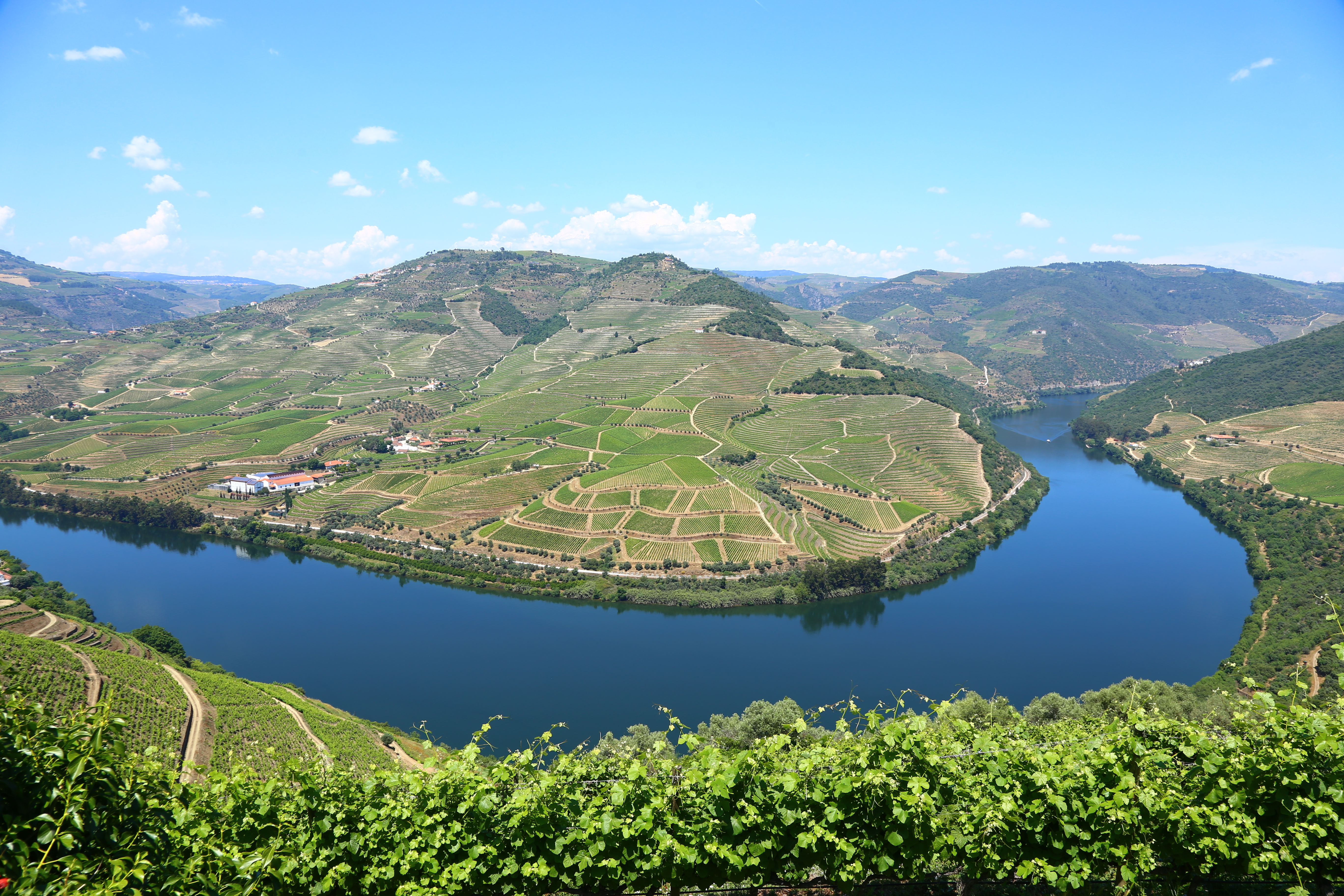 Douro River curves in the Douro Valley in Portugal. Pattenerd vineyards with green leaves cover rolling hills.