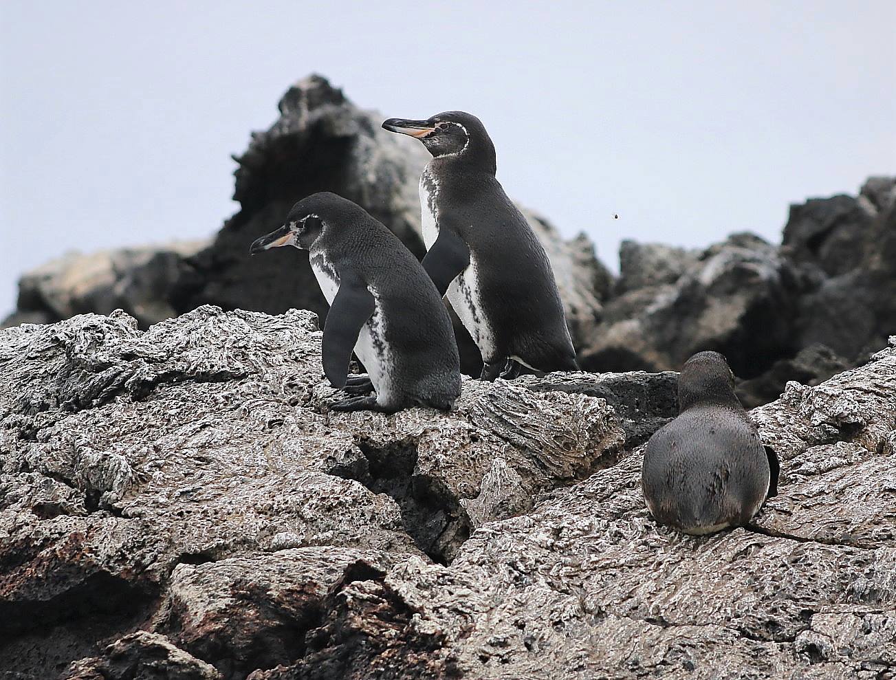 Two black and white penguins stand on a jagged grey rock, with a third penguin laying down facing away from the camera. The sky looks overcast.